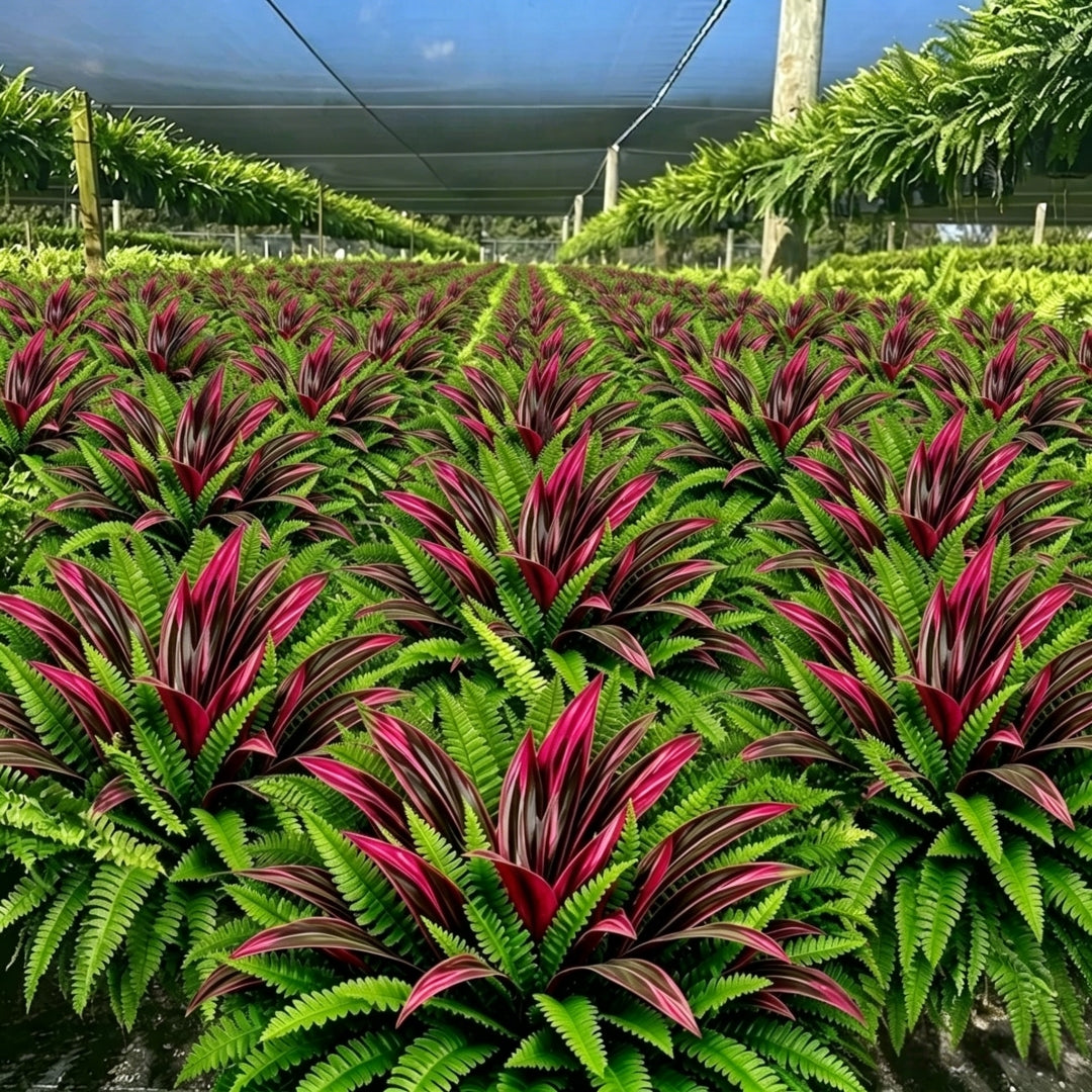 🔥  UV-Resistant Artificial Fern & Red Dracaena Decorative Plants – Full, Lush & Fade-Resistant!